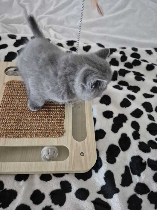 Gatinho "Scotish Straight"