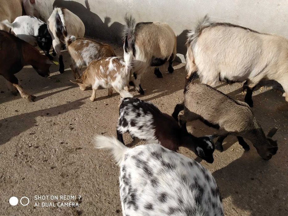 Cabras Anãs  Diversas Cores