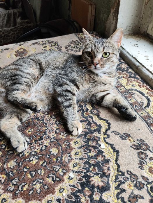 Кот - кіт - кішка - кошка - кошеня - котенок - котята