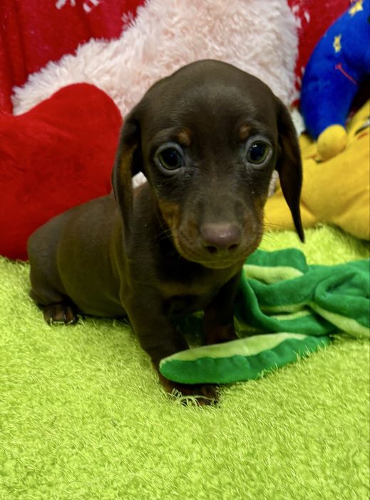 Jamnik miniaturowy-piesek zarezerwowany