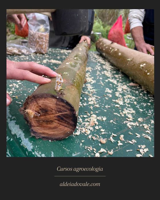 Cultivo caseiro de cogumelos - formação