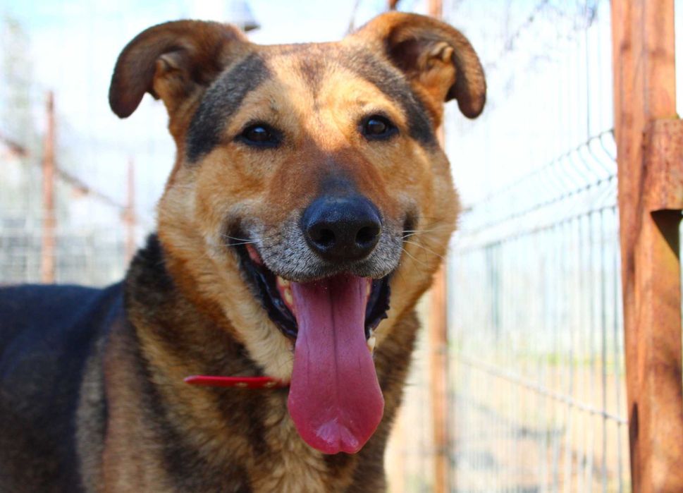 Sergiusz - w typie Owczarek niemiecki; inteligentny i przytulaśny