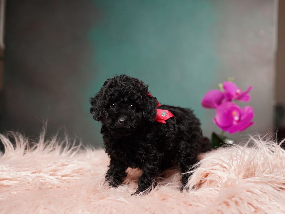 Мальтіпу дівчатка та хлопчики