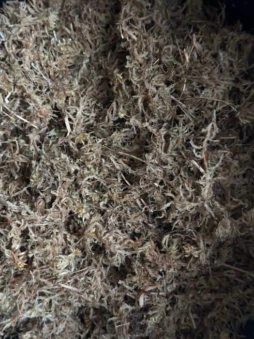 Mech torfowiec - Sphagnum Moss - do palików lub ukorzeniania roślin