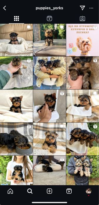 Крихітка йорік готовий до переїзду)