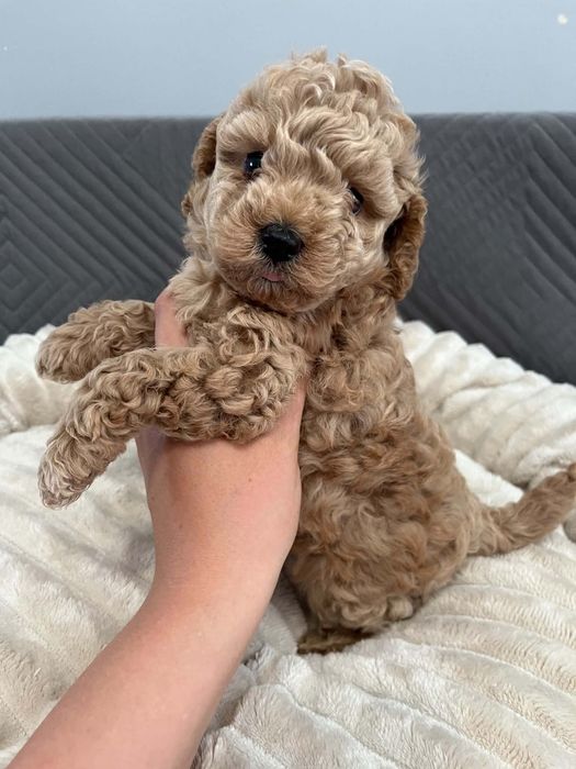 Sprzedam pieska maltipoo