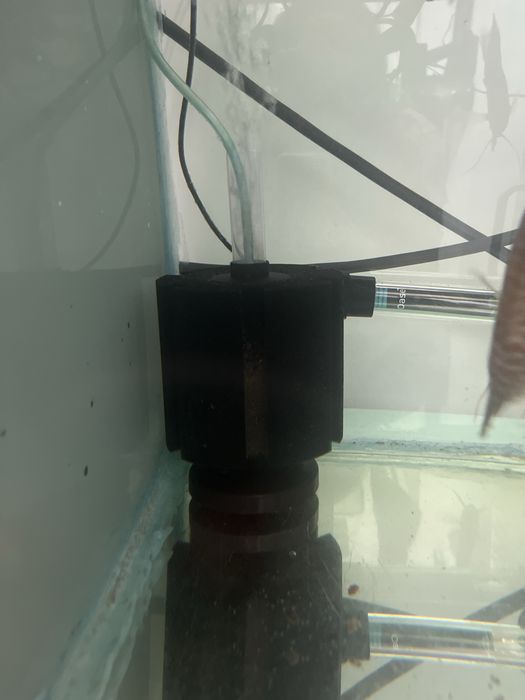 Casais Discus