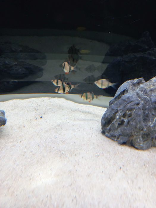 5 barbos tigre adultos