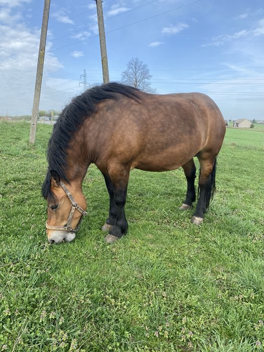 Klacz sztumska zimnokrwista