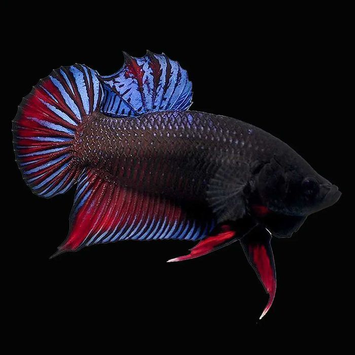 Peixe Betta Plakat