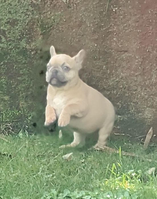 Bulldog Francês Lilac Fawn