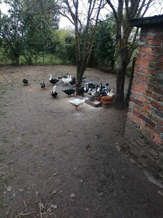 Kaczki Pekinki rożnej wielkości