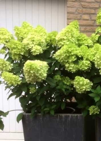 Hortensja bukietowa piękne kwiaty latem