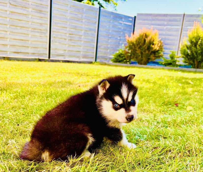Szczeniak czarno-biały niebieskooki Siberian Husky rodowód ZKwP FCI