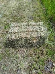 Сіно люцерна тюки сіно