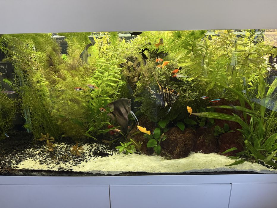Akwarium 240 L  Juvel