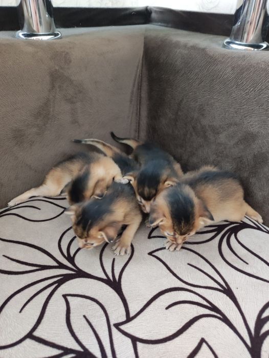 Котята аббіссінські
