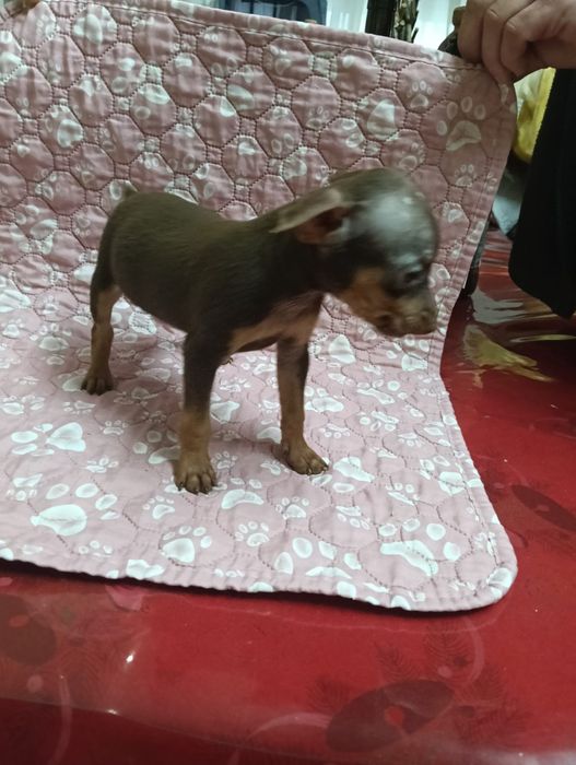 Pinscher macho miniatura