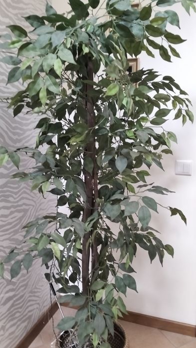 Planta artificial de Ficus