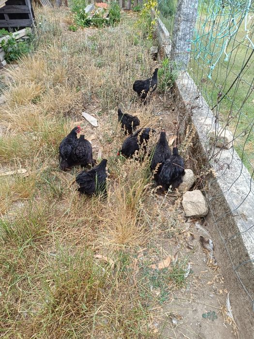 Pekins black lindos