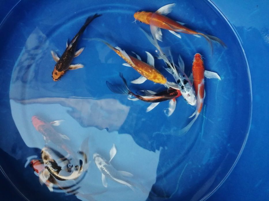 Carpa koi véu 12 a 15cm