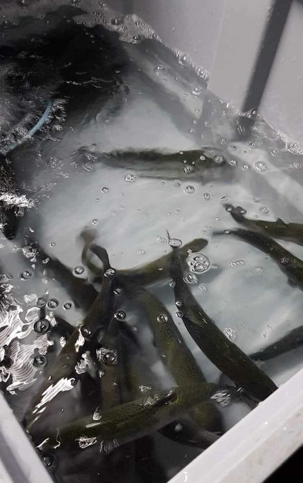 Sprzedaż żywej ryby - karp, amur, pstrąg, jesiotr, sum, szczupak