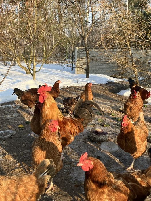 Kogut, z własnego wylęgu