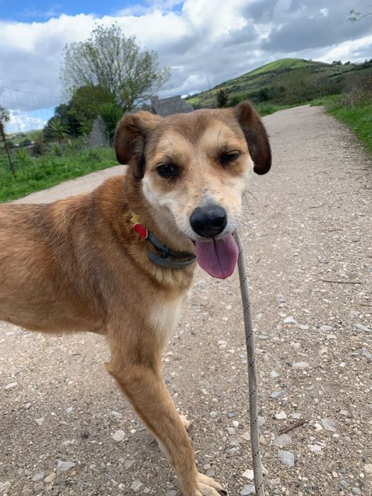 Ivy - cadela média pequeno para adoção