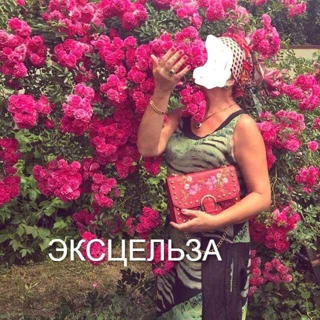 Плетущаяся Роза Эксцельза