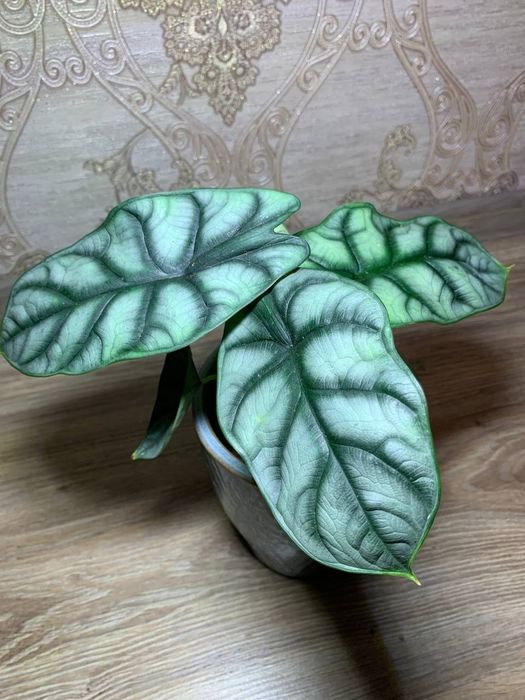 Алоказія Дракон Скайл