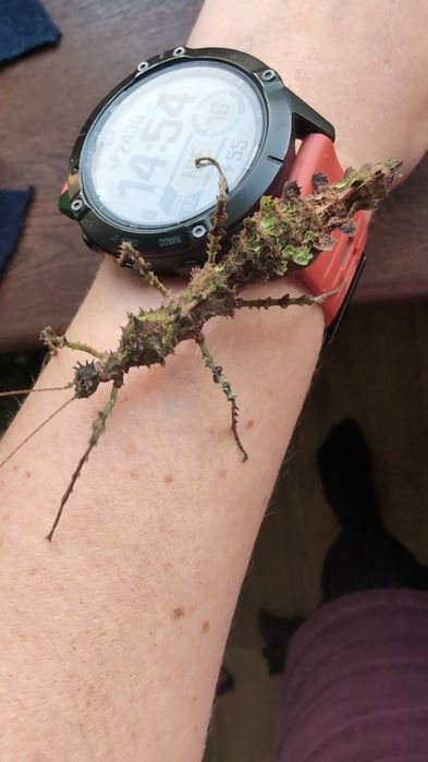 Straszyk filipiński straszyk north luzon