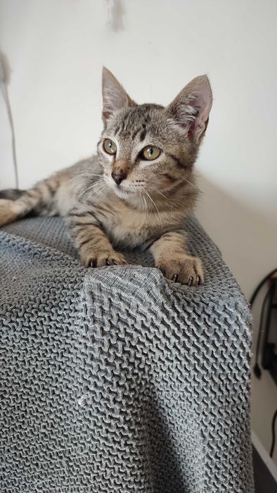 Gatinho Para adoção