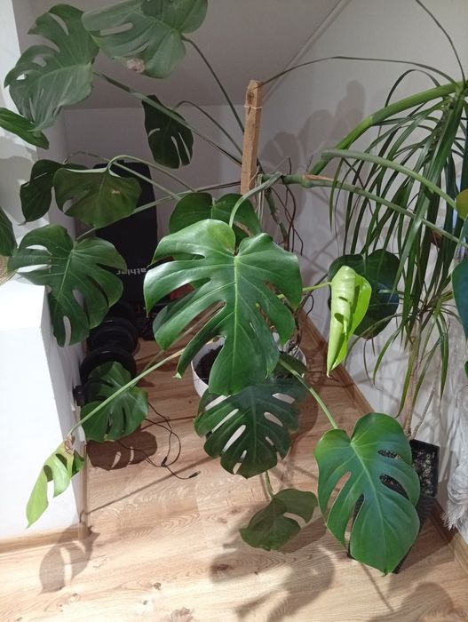 Monstera duża i piękna