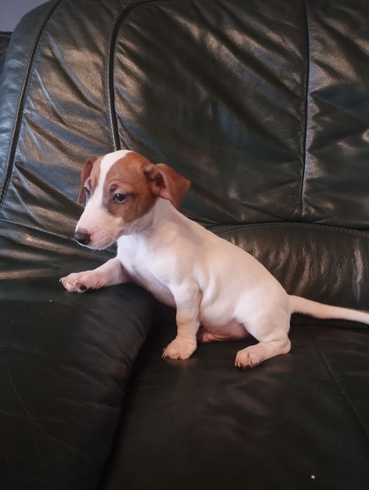 Piesek Jack Russell terrier Brutus