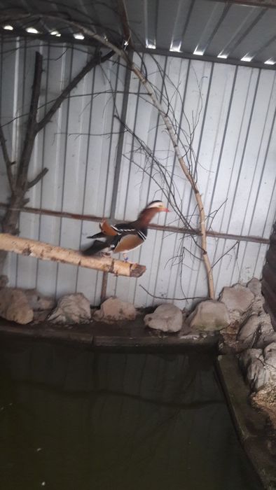 Пара   карликових - декоративних качок