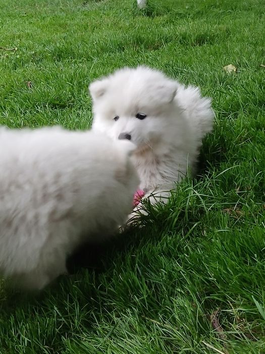 Samoyed ślicznej białe  misie gotowe  do odbioru