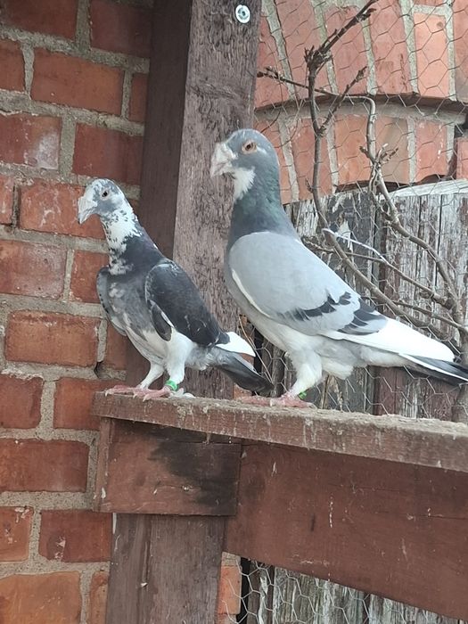 Gołębie staropolskie