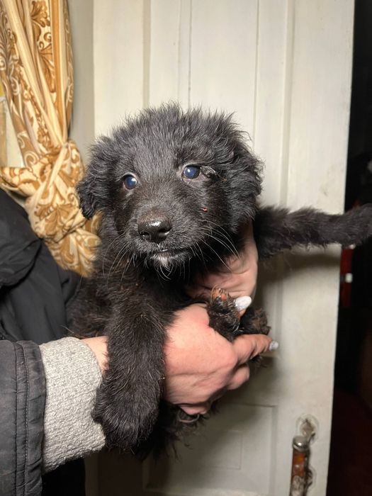 СРОЧНО ‼️‼️‼️ 5 щенят ищут дом