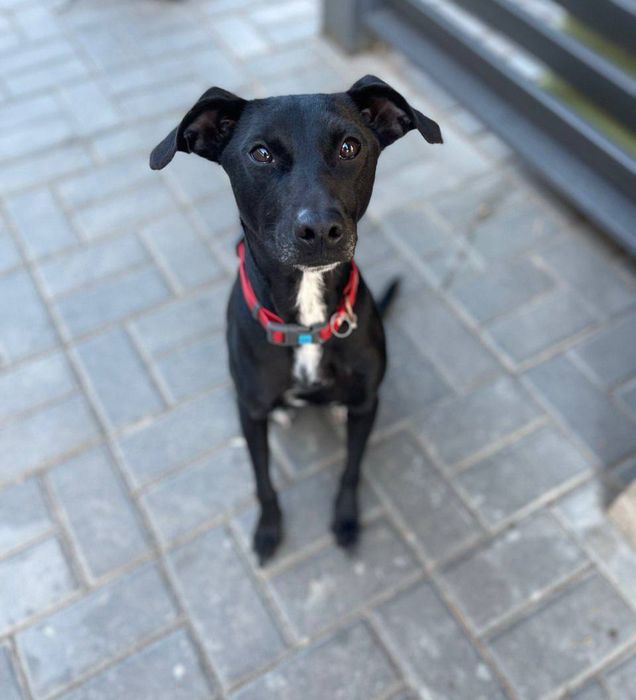 Отдам даром в добрые руки собаку метис бельгийской овчарки