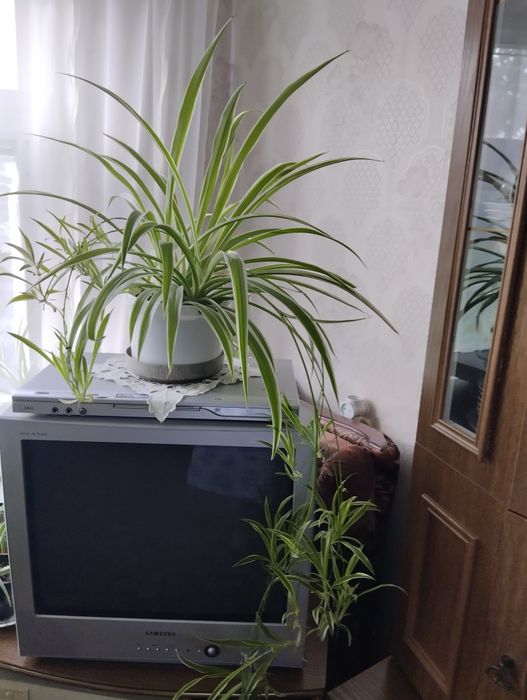 Продам цьогорічний хлорофітум