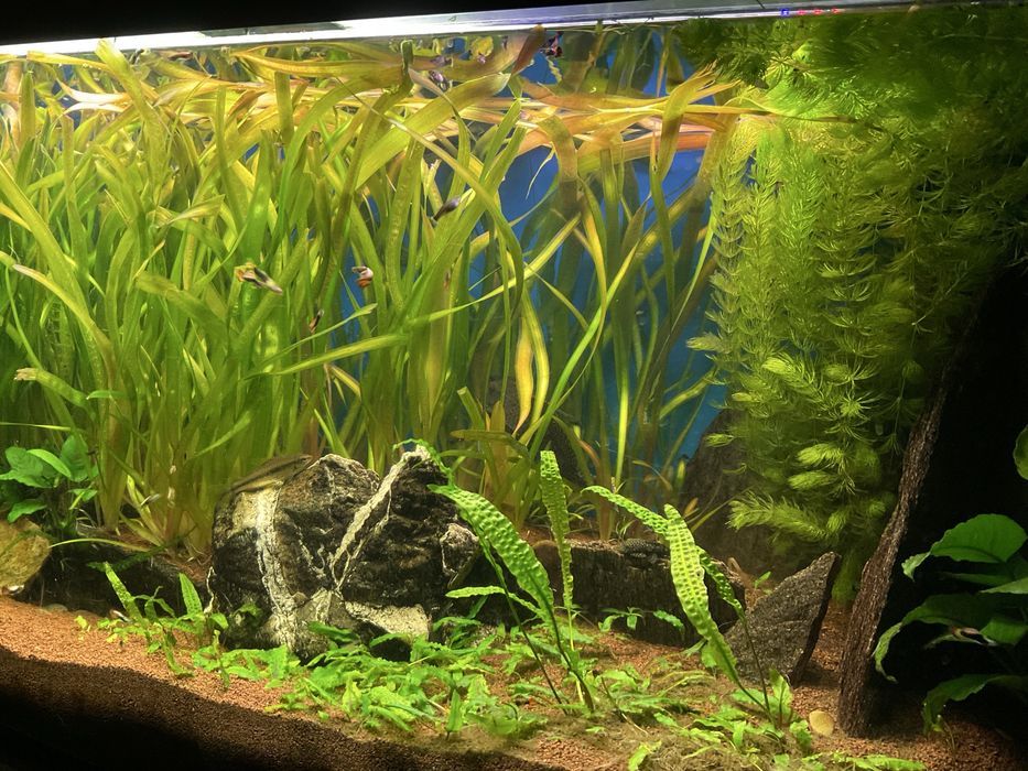 Rośliny do akwarium