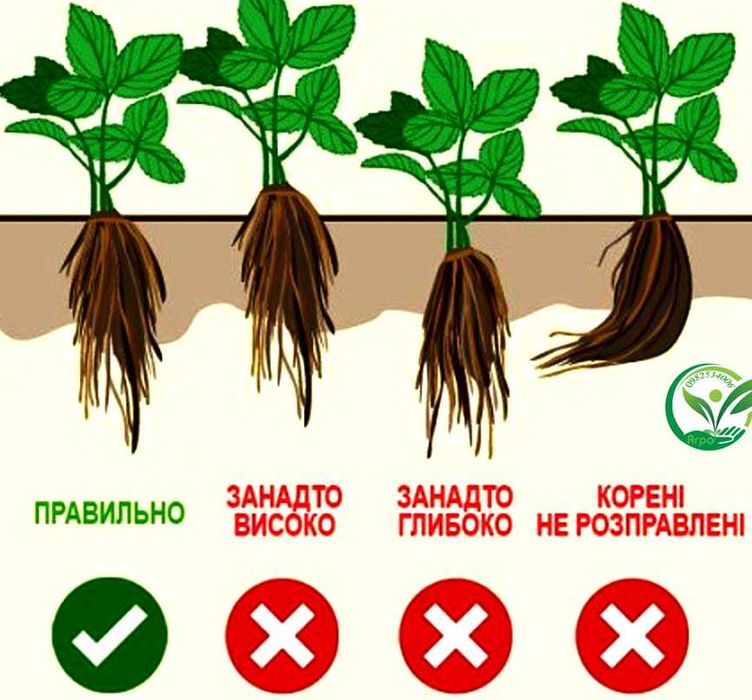 Розсада полуниці (Рассада клубники) Купити Кабріолет ремонтантна (НСД)