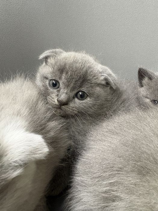Котики    британці