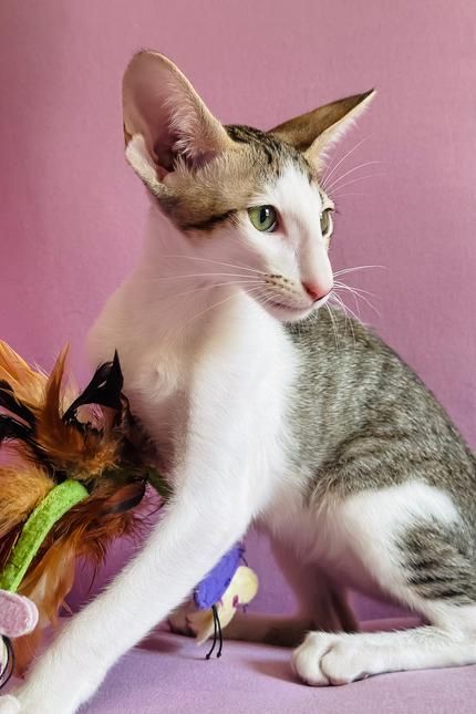 Орієнтальні кошенята