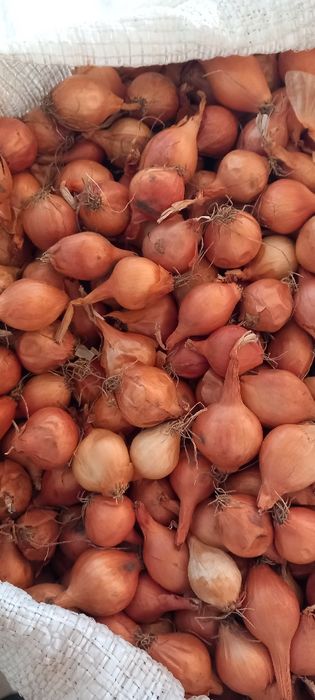 Лук севок тыконка штутгорт дельфин синии белый жолтый