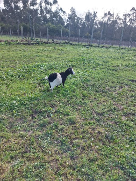 Cabras de raça ana