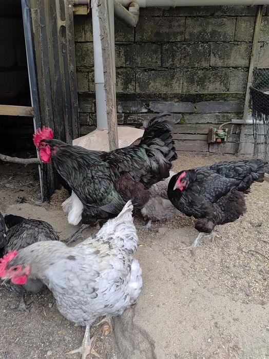 Pintos Jersey Gigante Negros, Azuis e Splash