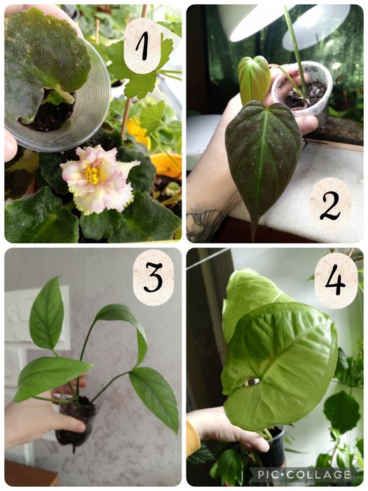 Квіти невибагливі. Обмін