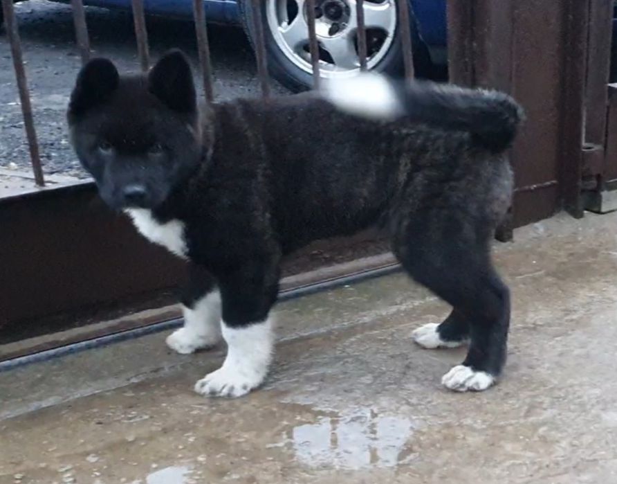 Akita Amerykańska Okazja