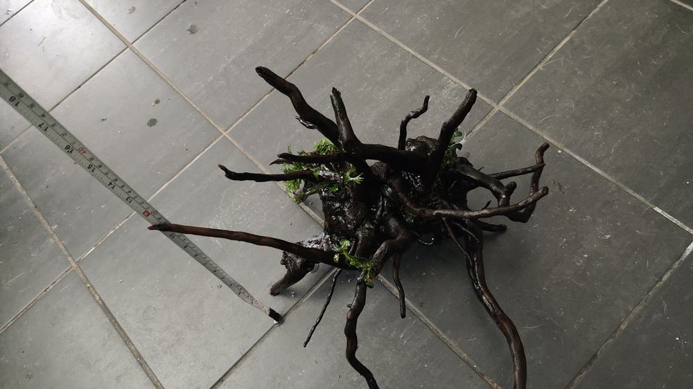 Tronco aquário com plantas